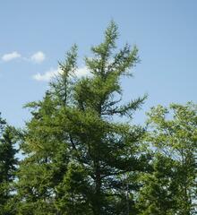 Larix laricina