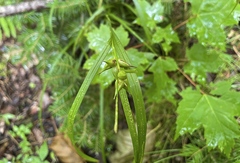 Carex intumescens