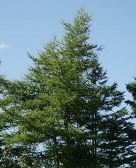 Larix laricina