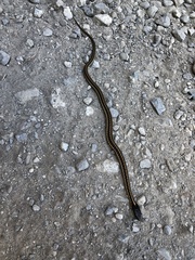 Thamnophis elegans terrestris