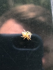 Maratus scutulatus