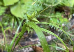 Carex intumescens