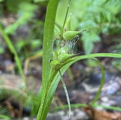 Carex intumescens