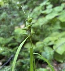 Carex intumescens