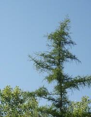 Larix laricina