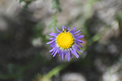 Perdita