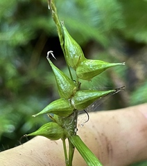 Carex intumescens
