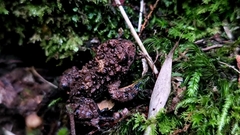 Bombina microdeladigitora