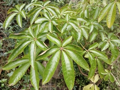 Schefflera digitata