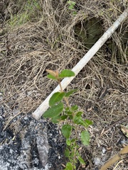 Pomaderris paniculosa paralia