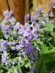 Lamiaceae