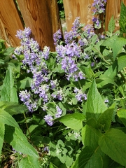 Lamiaceae