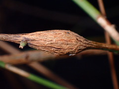 Neolasioptera convolvuli
