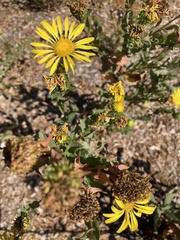 Grindelia stricta platyphylla
