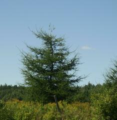 Larix laricina