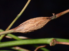 Neolasioptera convolvuli