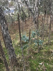 Eucalyptus globulus bicostata