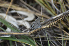 Hemiargus ceraunus astenidas