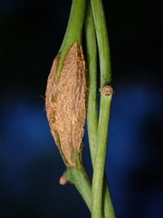 Neolasioptera convolvuli