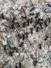 Lasius fuliginosus