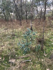 Eucalyptus globulus bicostata