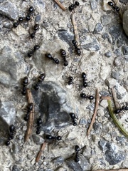 Lasius fuliginosus