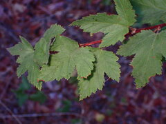 Physocarpus capitatus