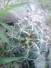 Thelocactus
