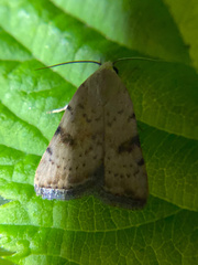 Micrathetis triplex