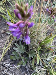 Oxytropis