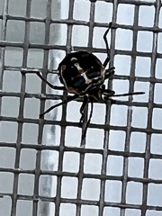 Bagrada hilaris