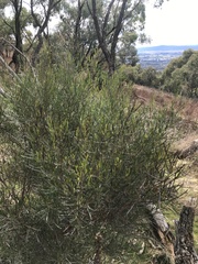 Dodonaea viscosa angustissima