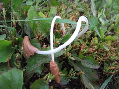 Conocybe deliquescens