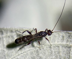 Doryctinae
