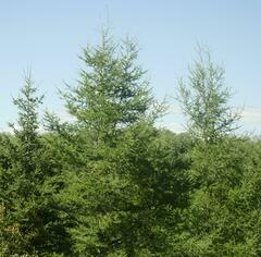 Larix laricina