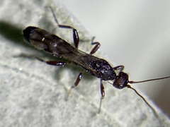 Doryctinae