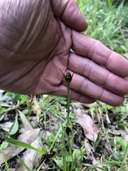 Pterostylis oblonga