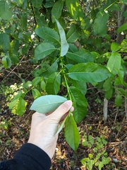 Salix hookeriana
