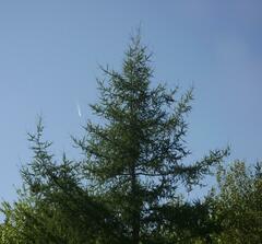Larix laricina