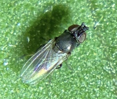 Milichiidae
