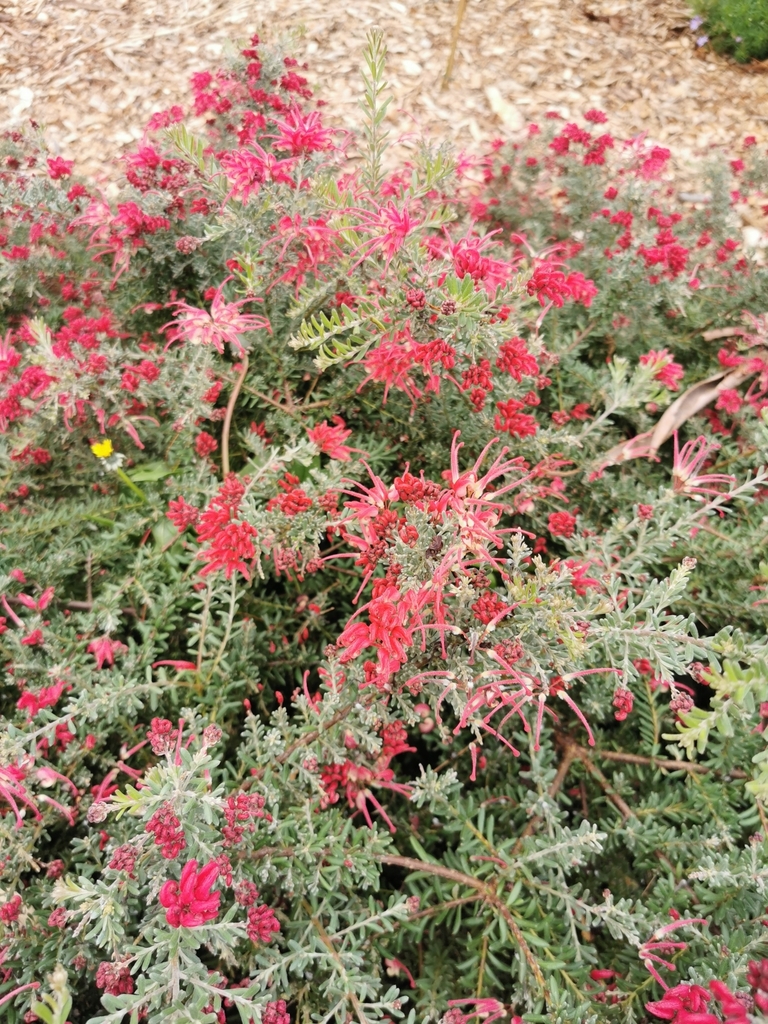 rosemary grevillea from Mount Waverley VIC 3149, Australia on September ...