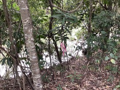 Macadamia tetraphylla