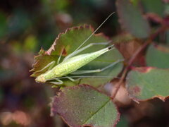 Oecanthus rileyi