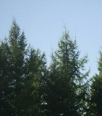 Larix laricina
