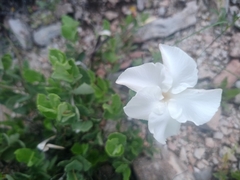 Mandevilla macrosiphon