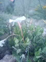 Mandevilla macrosiphon