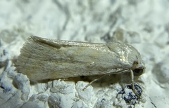Ponometia hutsoni