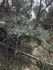Cotoneaster pannosus