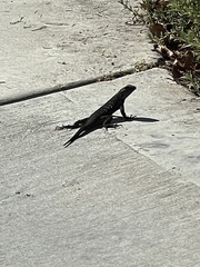 Sceloporus occidentalis