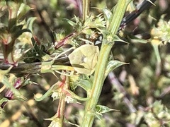 Chlorochroa